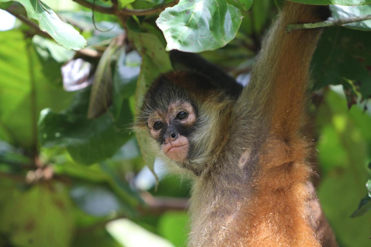 Monkey Lodge Panama Chilibre Екстер'єр фото